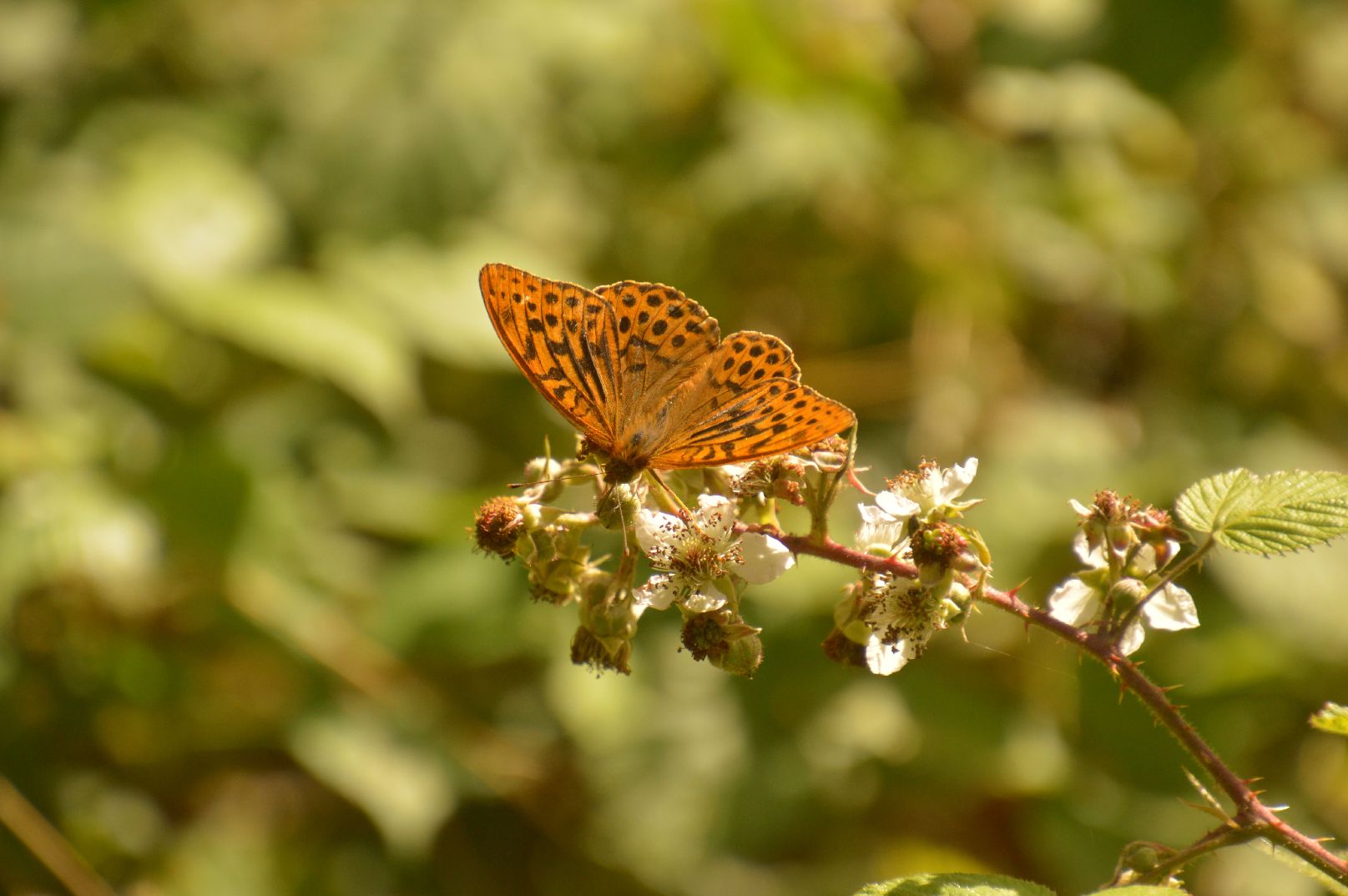 Silver-washed Fritillary - Peter Fewell